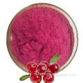 Heißer Verkauf von Cranberry -Obstpulver -Extrakt